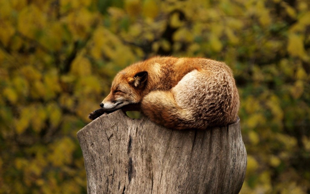 A fox lying asleep on a tree stump
