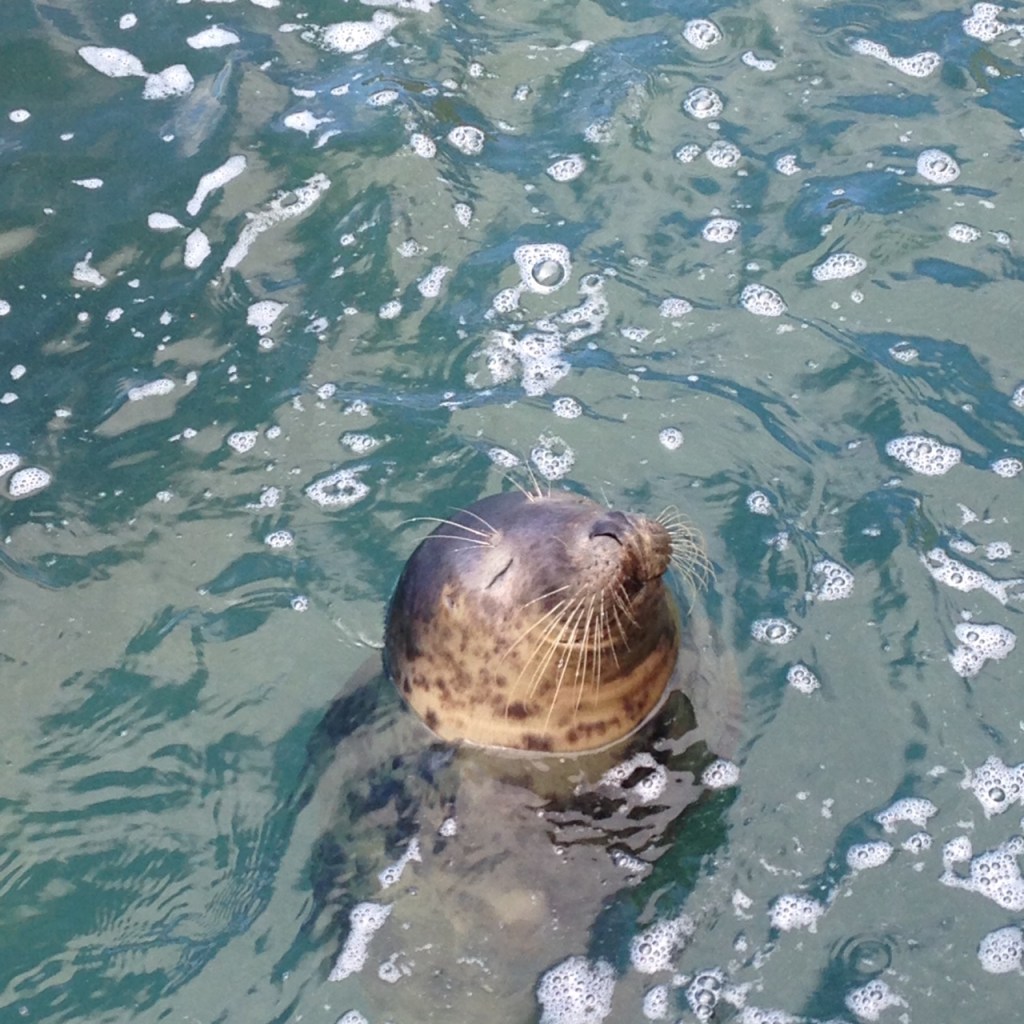 A grey seal floating in a pool